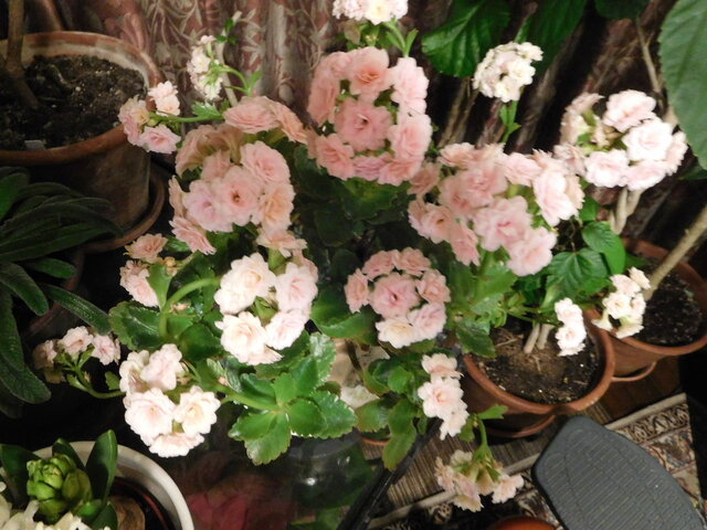 薔薇咲カランコエ 花とわが子と神様と