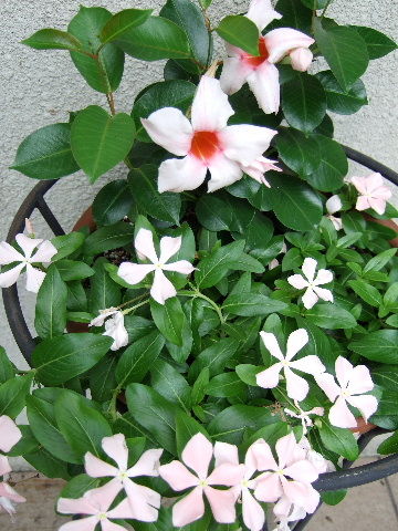 マンデビラ 花とわが子と神様と