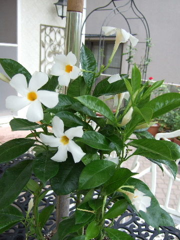 マンデビラ 花とわが子と神様と