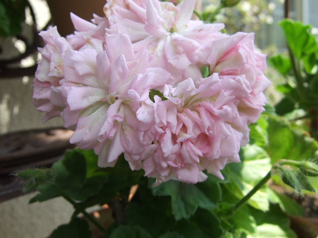 珍しいゼラニウムたち 花とわが子と神様と