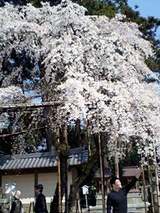 枝垂桜