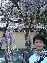しだれ桜