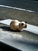ひなたぽっこ