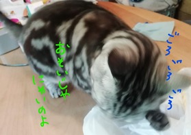 おねこ様