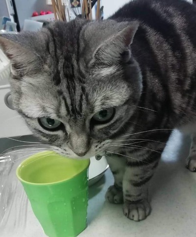 ねこむすめ
