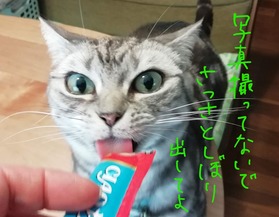 おねこ様