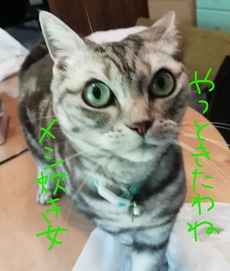おねこ様