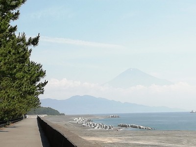 松と富士山