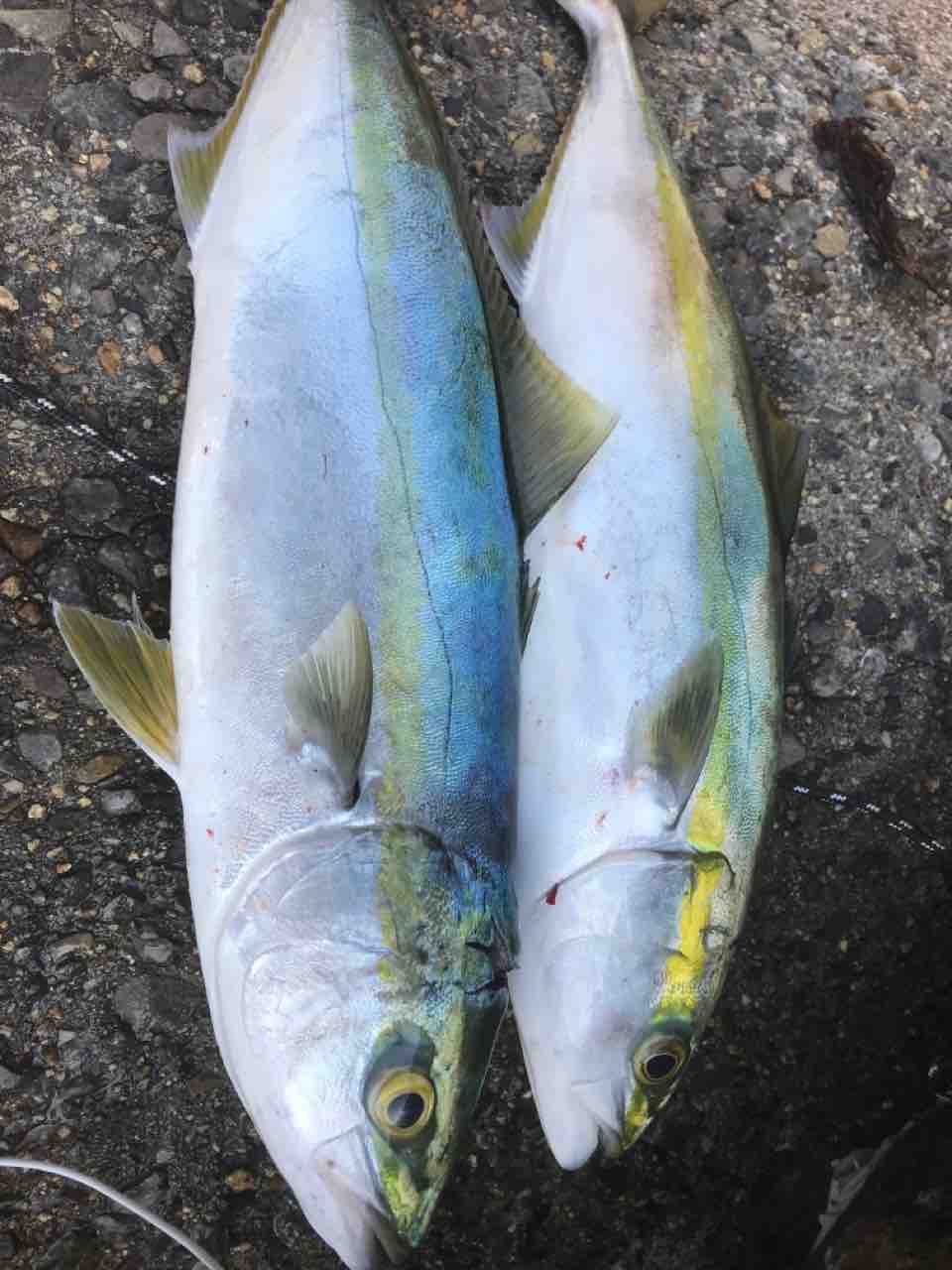 ハマチとフキと塩屋 神戸 元町 栄町の整体院 N Plus のエヌプラスな日々