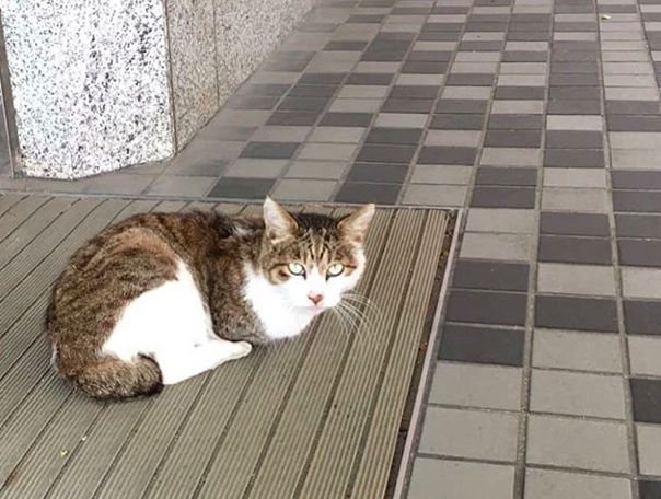 ねこ