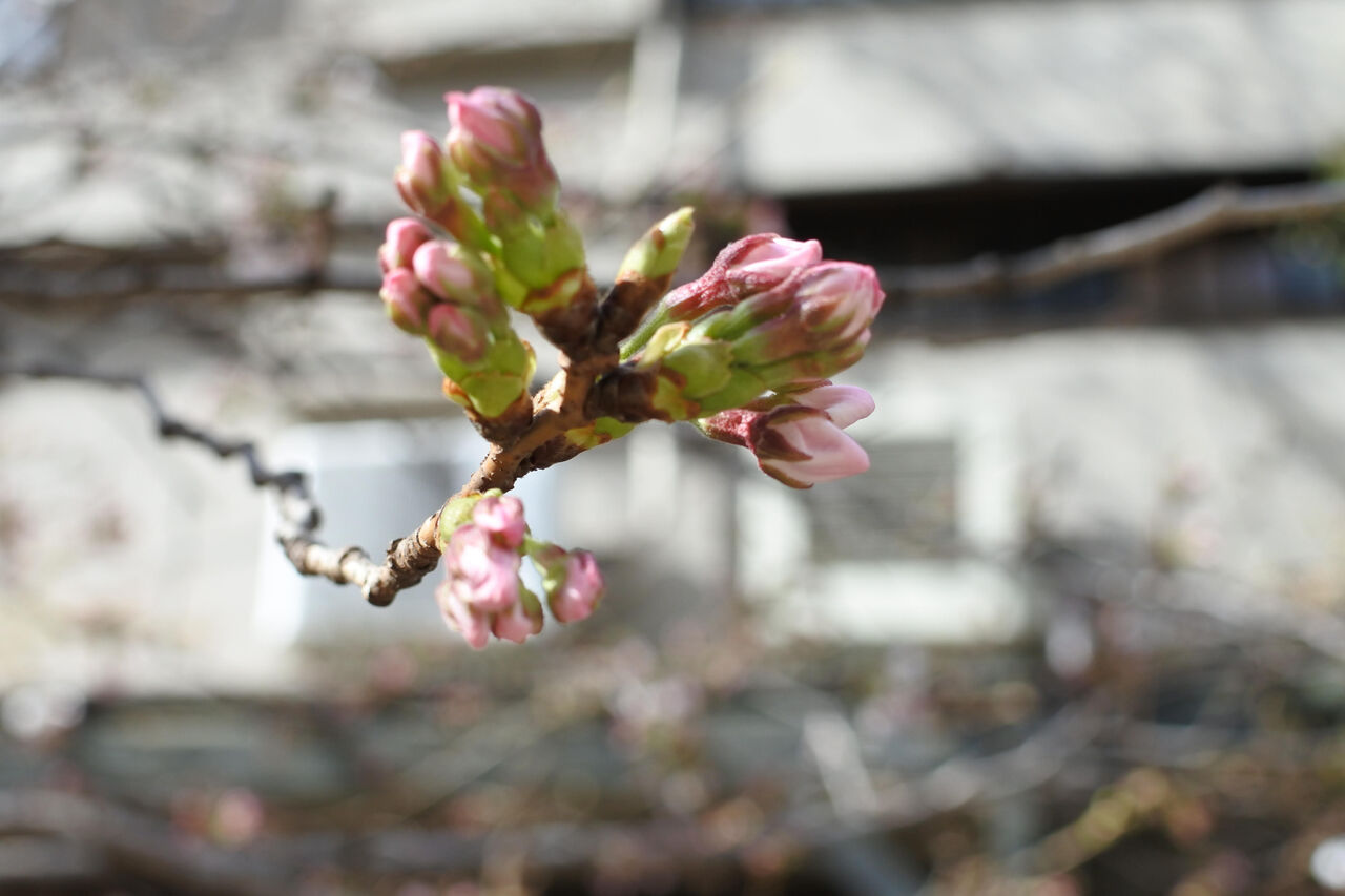 お花見の写真など 随時追加しています アンカー神戸三宮ブログ