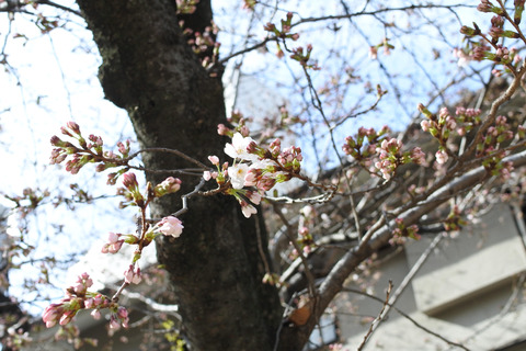 梅田の桜など２