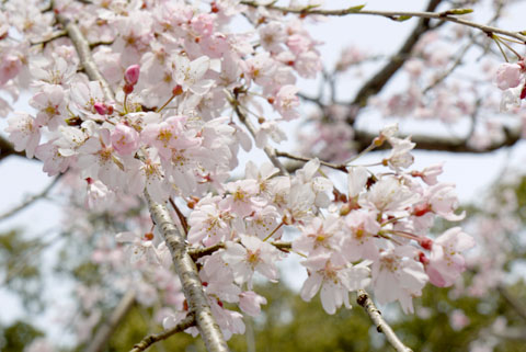 sakura_0404