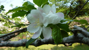 りんごの花