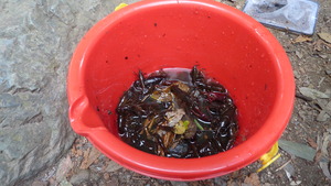 ËÜÆü¤Î³Íʪ¤Ç¤¹¡£