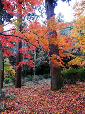 ���դ�����