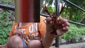 ¤³¤ó¤Ê¥¶¥ê¥¬¥Ë¤¬ºÎ¤ì¤Þ¤·¤¿¡£