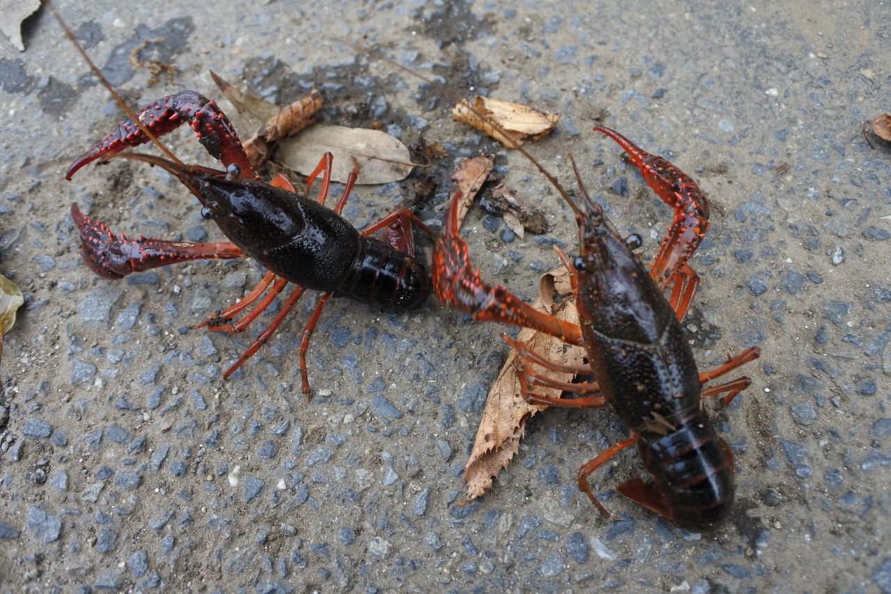 自然の中で ザリガニ釣り 第72回dx会報告 Npoエッジ 自然の中で ザリガニ釣り 第72回dx会報告 Npoエッジ