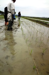 DSC08471 - コピー