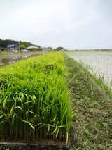 DSC08473 - コピー