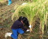 IMG_2481 - コピー