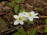 DSCN4620