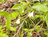 DSCF0011