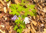 DSCF0006