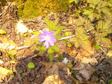 DSCF0004