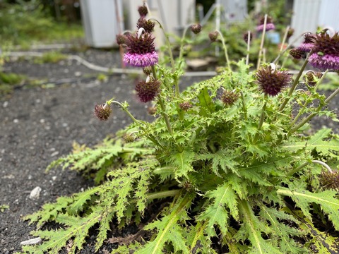 5D9ECCB5-F88F-49DB-AD12-8F23999EDE85