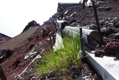 山頂直下、短い夏に命を燃やす草ｲﾜｽｹﾞかｺﾀﾇｷラン(7.30)