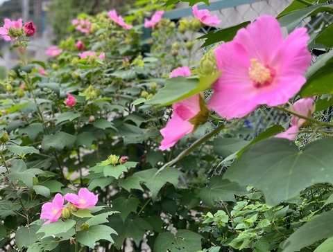 芙蓉(9月11日)