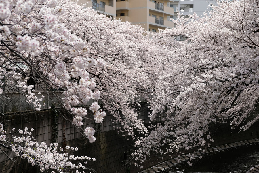 DSCF9600