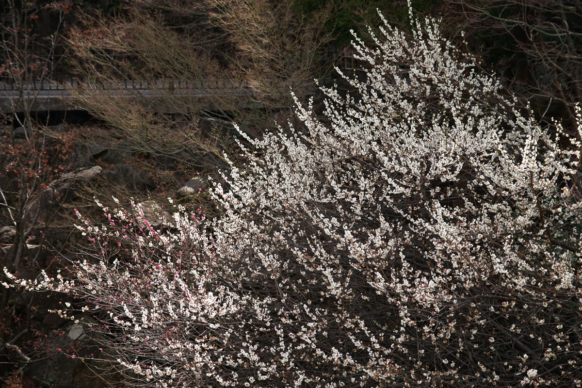 確定申告へ Norichika Kitamura