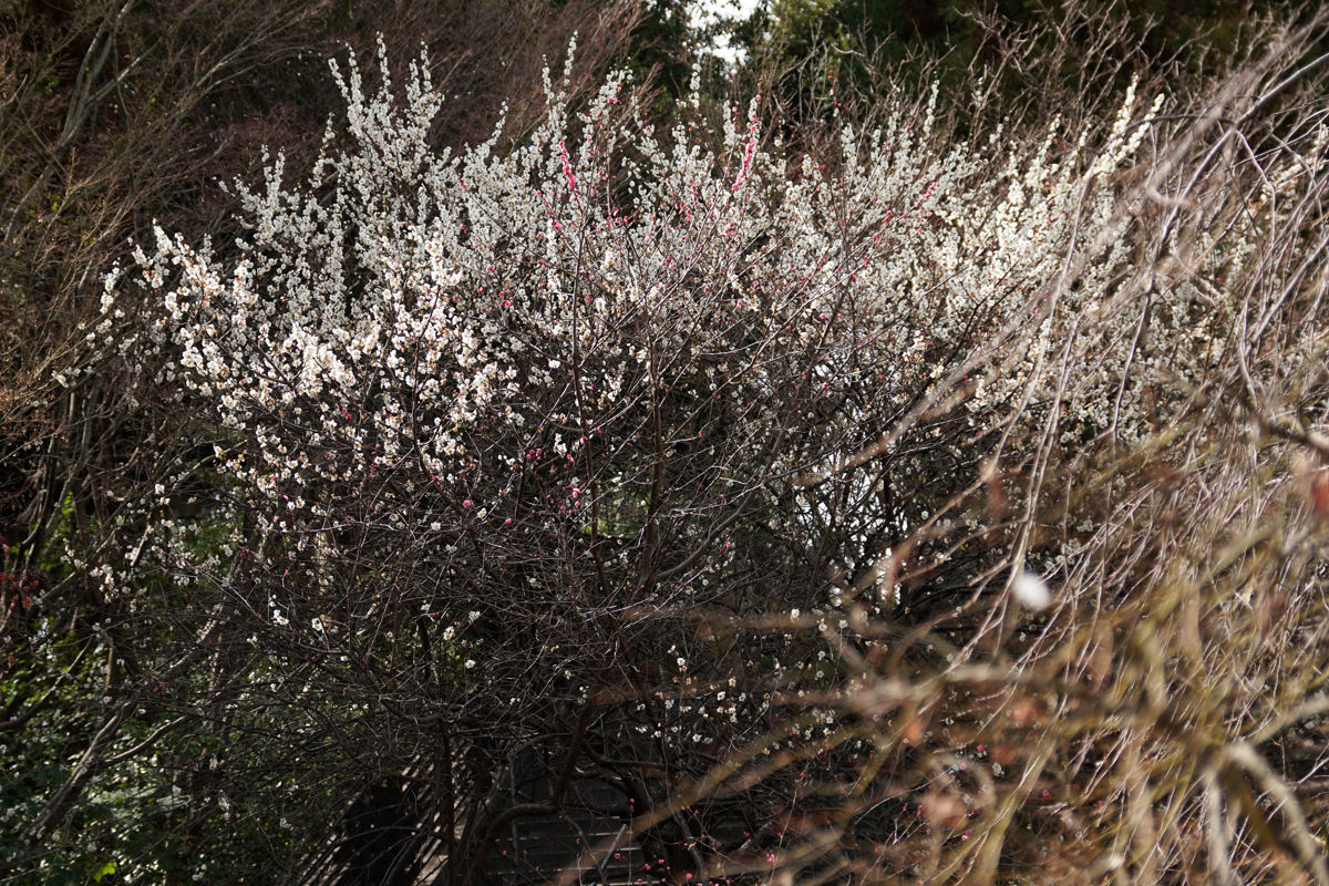 確定申告へ Norichika Kitamura