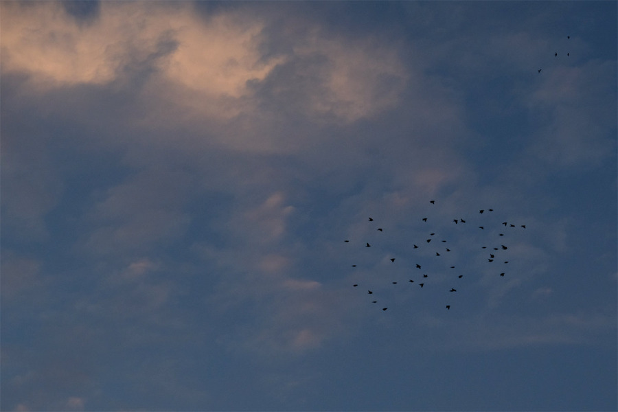 DSCF3291
