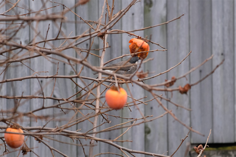 DSCF0234