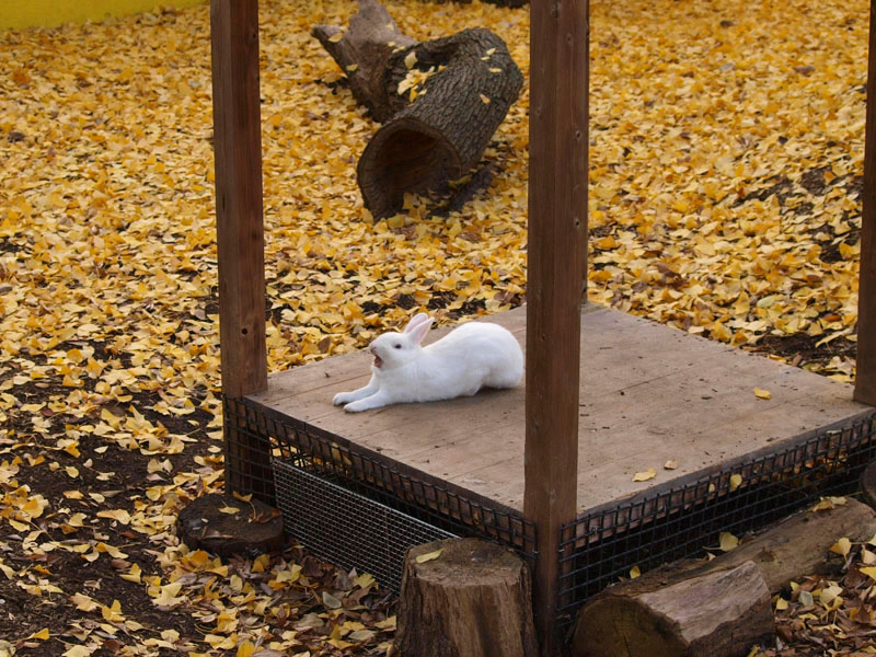 ウサギに会いにー上野動物園 Norichika Kitamura