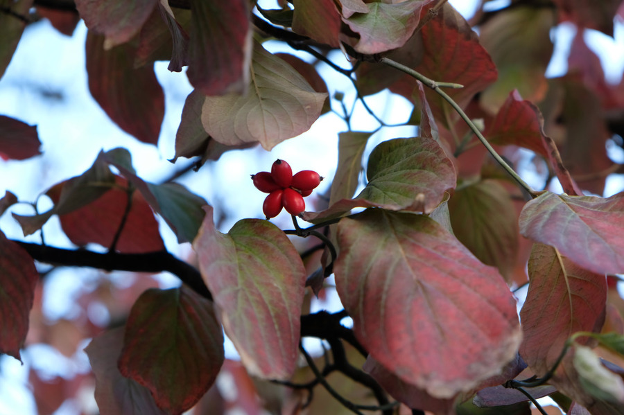DSCF5063