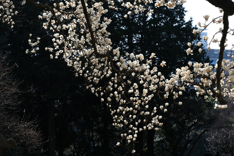 DSCF1450