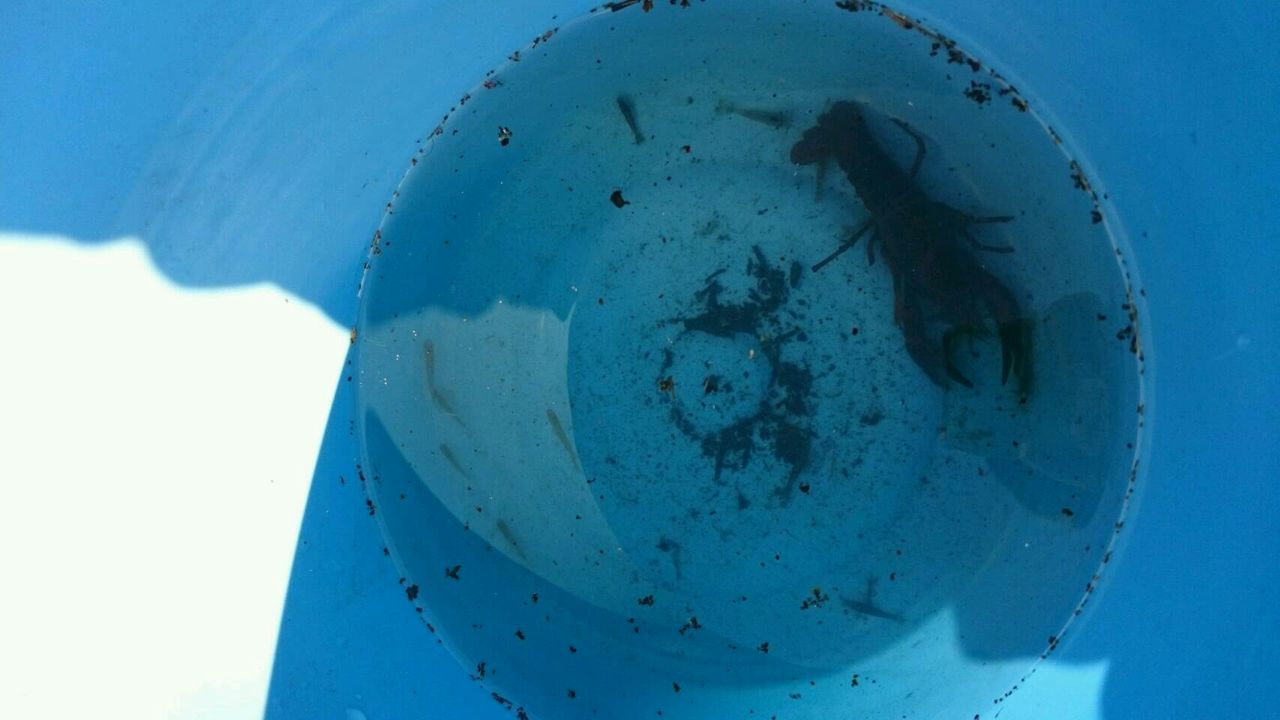 メダカかモロコの稚魚 ミナミヌマエビ アメリカザリガニ この時期に奇跡よね を確保 息子がヌマエビにしたいとのことで他はリリース ネットラジオか 車か うまいメシか おれ メダカかモロコの稚魚 ミナミヌマエビ アメリカザリガニ この時期に奇跡よね を確保 息子がヌマエビにしたいとのことで他はリリース ネットラジオか 車か うまいメシか おれ