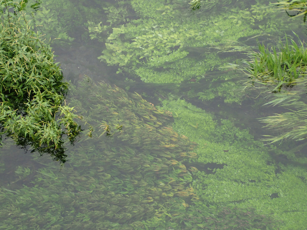 ヤナギタデ Persicaria Hydropiper なおとくんの自由研究 Naoto Labo
