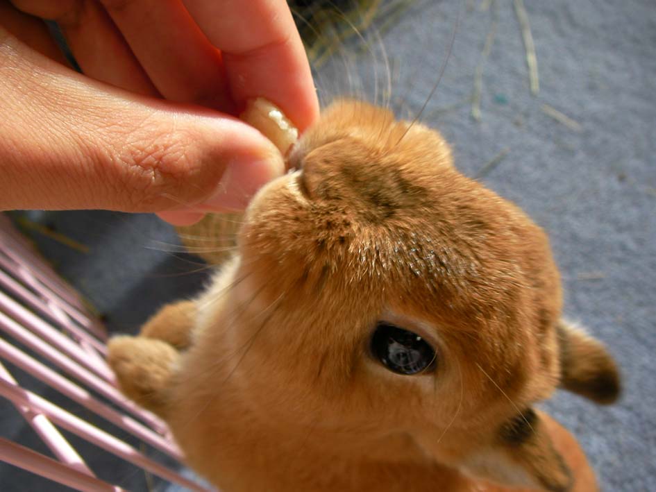 うさぎ なおとくんの自由研究 Naoto Labo