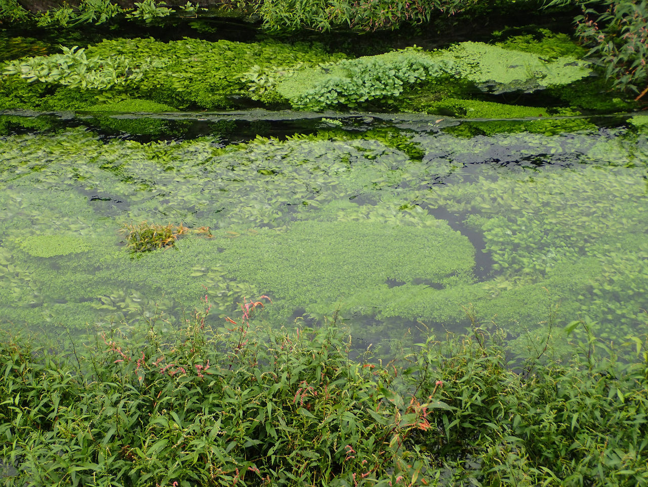 ヤナギタデ Persicaria Hydropiper なおとくんの自由研究 Naoto Labo