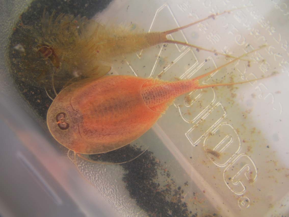 カブトエビ アルビノ Triops Sp なおとくんの自由研究 Naoto Labo カブトエビ アルビノ Triops Sp なおとくんの自由研究 Naoto Labo