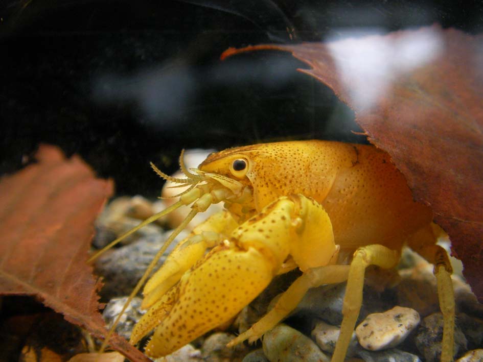 ニホンザリガニ 茶色 青 黄色 なおとくんの自由研究 Naoto Labo