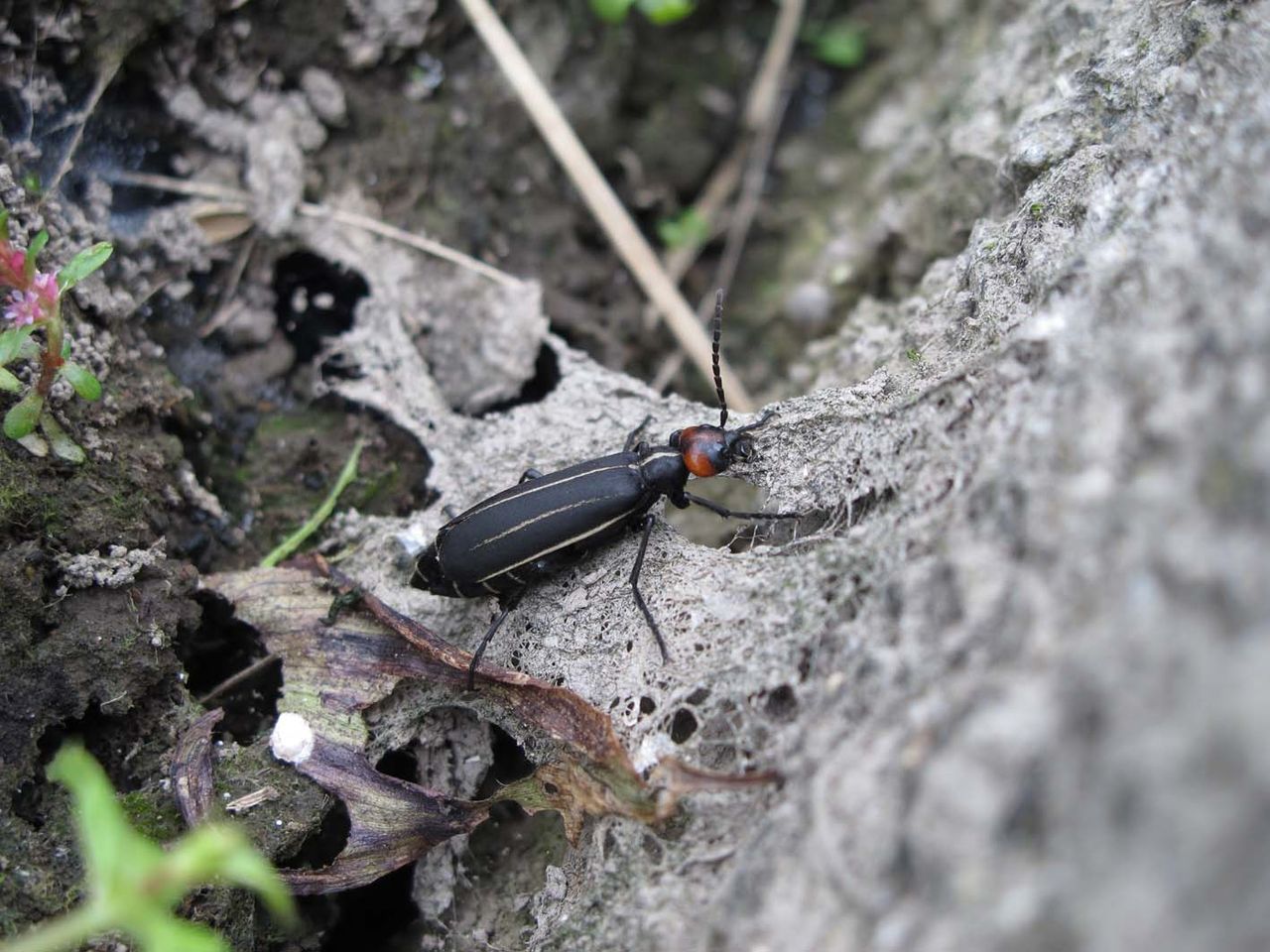 マメハンミョウ Epicauta Gorhami なおとくんの自由研究 Naoto Labo