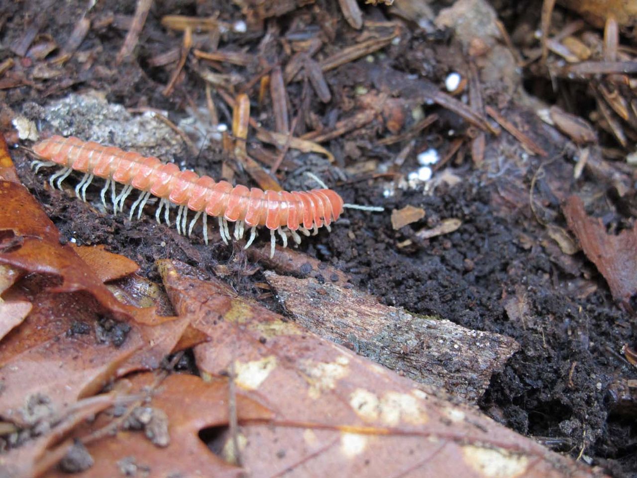 ババヤスデ なおとくんの自由研究 Naoto Labo
