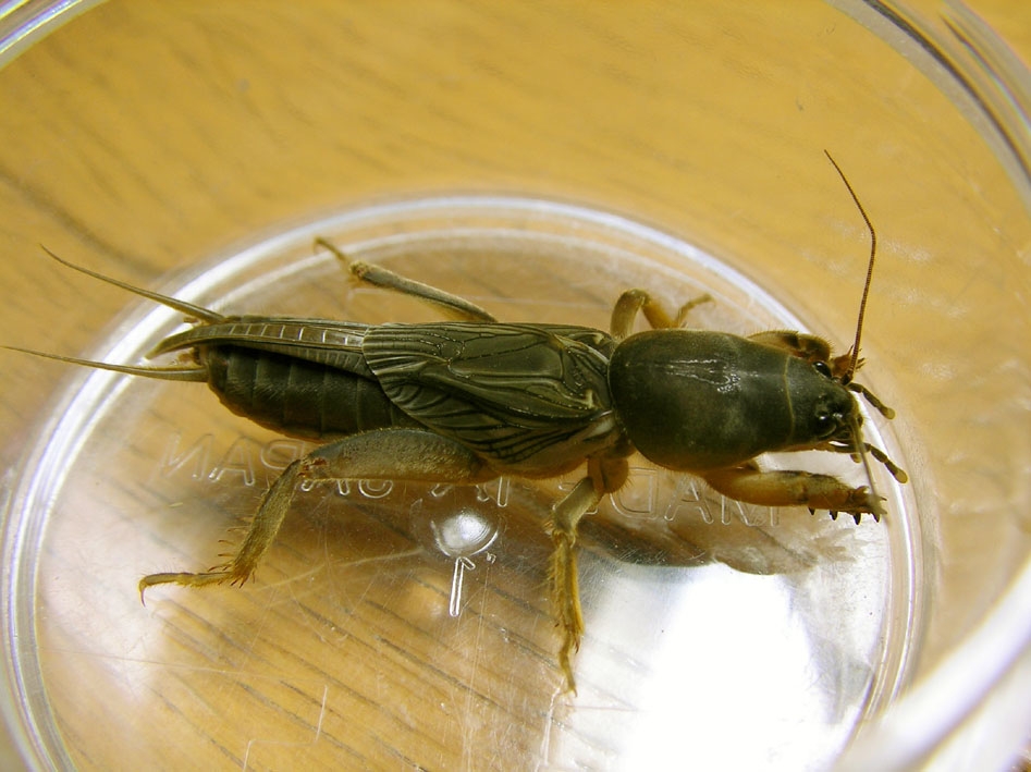 ケラ なおとくんの自由研究 Naoto Labo