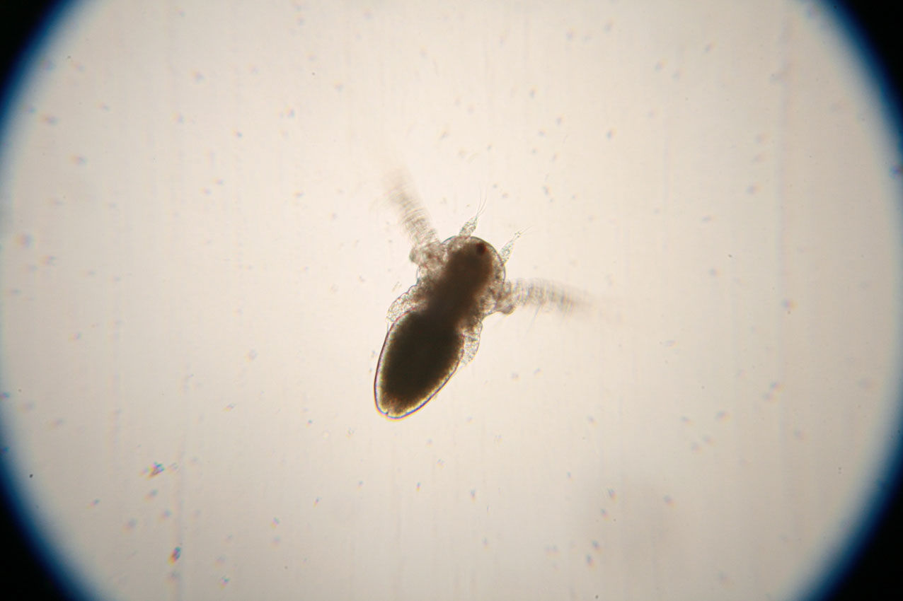 タイ産ホウネンエビ ノープリウス幼生 Streptocephalus Sirindhornae または Branchinella Thailandensis Nauplius なおとくんの自由研究 Naoto Labo タイ産ホウネンエビ ノープリウス幼生 Streptocephalus Sirindhornae または Branchinella Thailandensis Nauplius なおとくんの自由研究 Naoto Labo